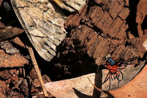 Red and Black Spider (Nicodamus peregrinus)